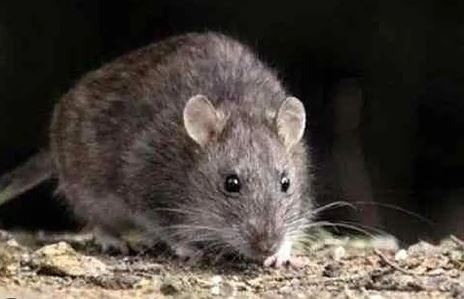 Confirman caso de hantavirus de un hombre en Neuquén | Actualidad