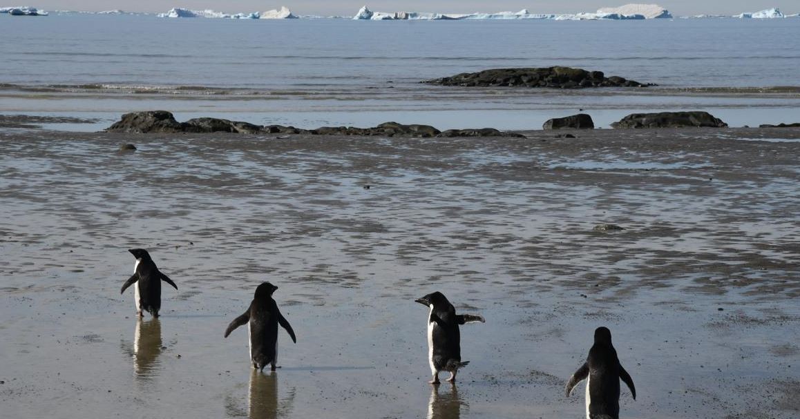 Detectaron por primera vez el virus de la gripe aviar en la costa de la Antártida | Clima, naturaleza y medio ambiente