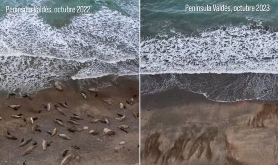 Más de 200 crías de elefantes marinos aparecieron muertas en la costa de Puerto Madryn | Clima, naturaleza y medio ambiente