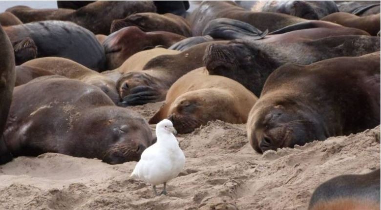Río Negro: se reportan más de 1200 lobos marinos muertos por gripe aviar | Actualidad