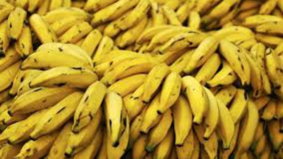 La Argentina empezó a pagar deudas y los bolivianos liberan sus cargamentos de bananas | Economía