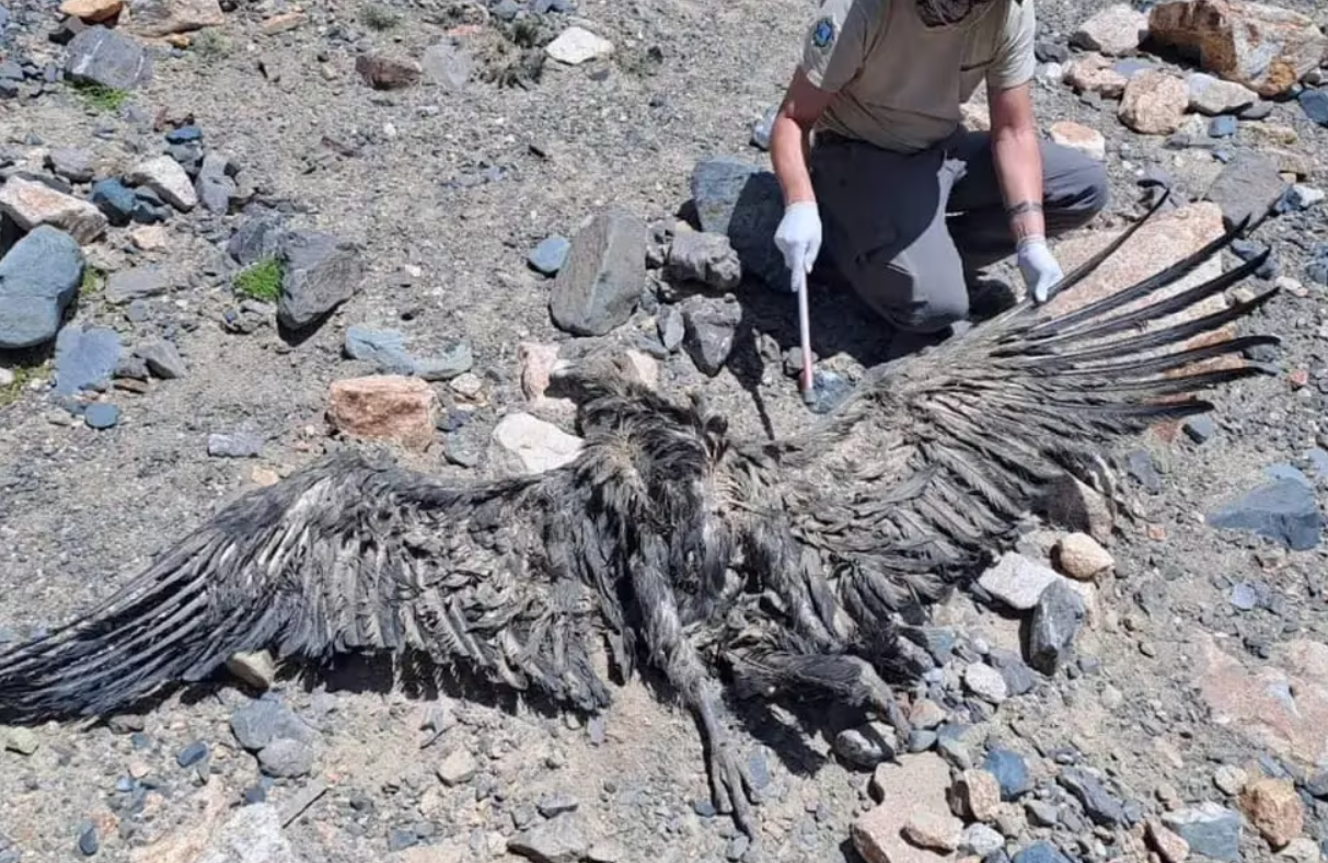 Hallaron muerto a un cóndor con 11 disparos de perdigones | Actualidad