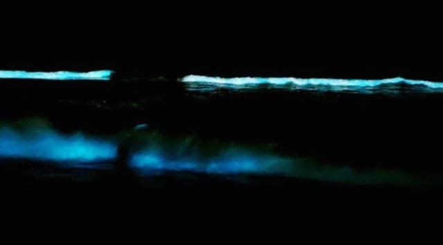 Los "bichitos de luz" marinos que sorprendieron a los vecinos de Pinamar y Villa Gesell | Clima, naturaleza y medio ambiente