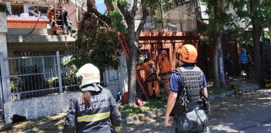 Tragedia en Saavedra: podaba el árbol frente a su casa, cayó y murió ahorcado | Actualidad