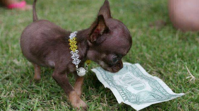 Una argentina es la dueña de la perra chihuahua más pequeña del mundo | Curiosidades