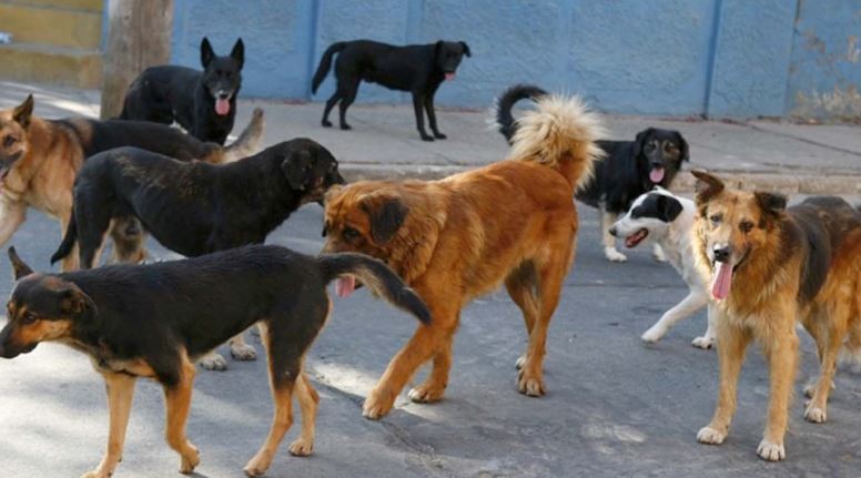 Internaron con heridas graves a dos hombres atacados por perros en Mendoza | Actualidad