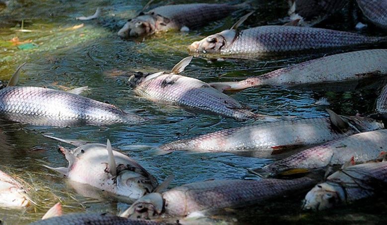 Investigan a ingenios tucumanos por la mortandad de peces en el embalse Río Hondo | Actualidad