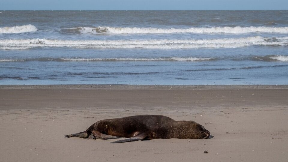 La gripe aviar mata a más de 900 focas y leones marinos en el sur de Brasil | Clima, naturaleza y medio ambiente