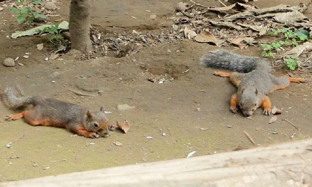 Más de 30 ardillas murieron en un zoológico de Japón e investigan un supuesto envenenamiento | Clima, naturaleza y medio ambiente