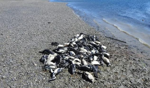 Más de 130 pingüinos aparecieron muertos en las costas de Santa Cruz | Clima, naturaleza y medio ambiente