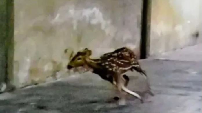 Rescataron tres ciervos en Rosario: ya son 17 en lo que va de diciembre | Actualidad