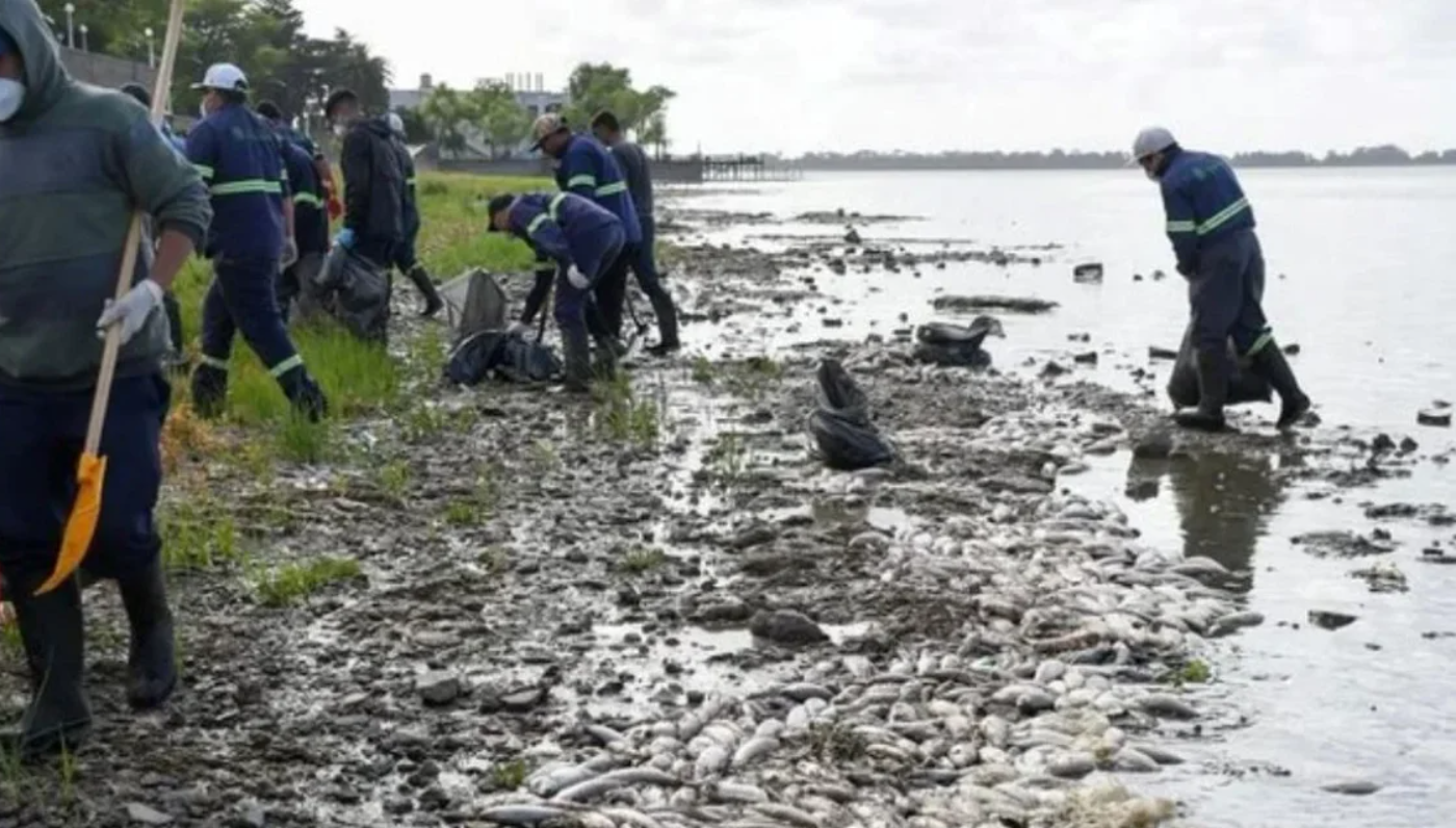 Aparecieron cientos de peces muertos en Chascomús: vecinos denuncian olores nauseabundos | Actualidad