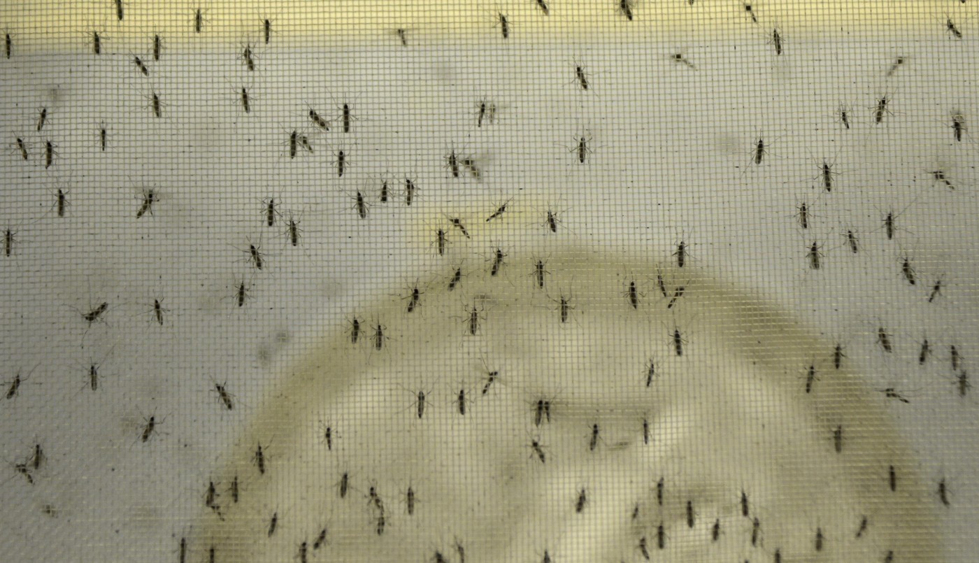 La invasión de mosquitos en el AMBA es de la especie vectora de la encefalitis equina | Actualidad