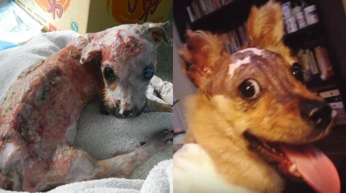 Salvan a un perro que fue quemado con agua hirviendo y tirado por un balcón | Curiosidades