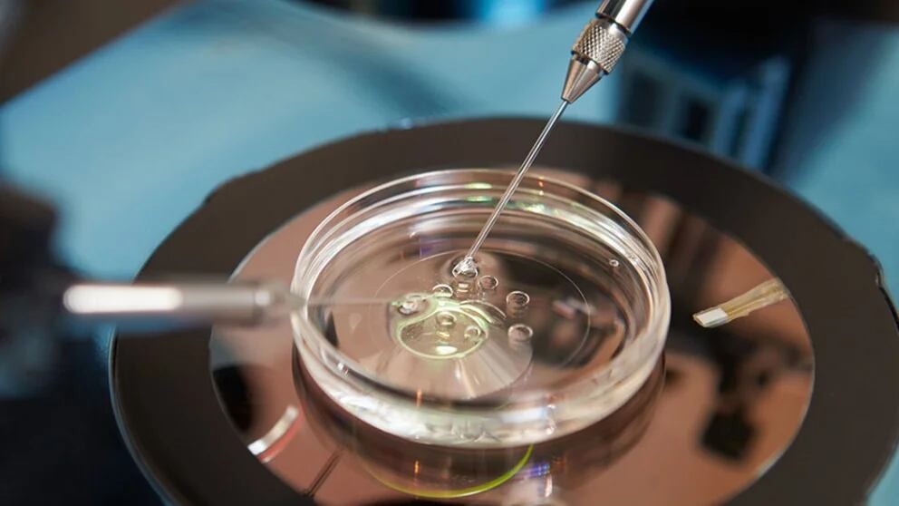 Autorizan a una mujer a obtener esperma de su esposo fallecido | Internacionales