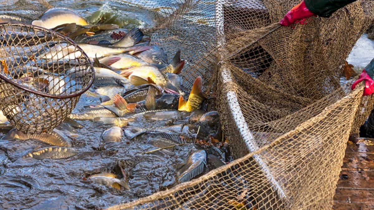 Apertura de la pesca a buques extranjeros: "Hace que la actividad pueda crecer", justificó el Gobierno | Política