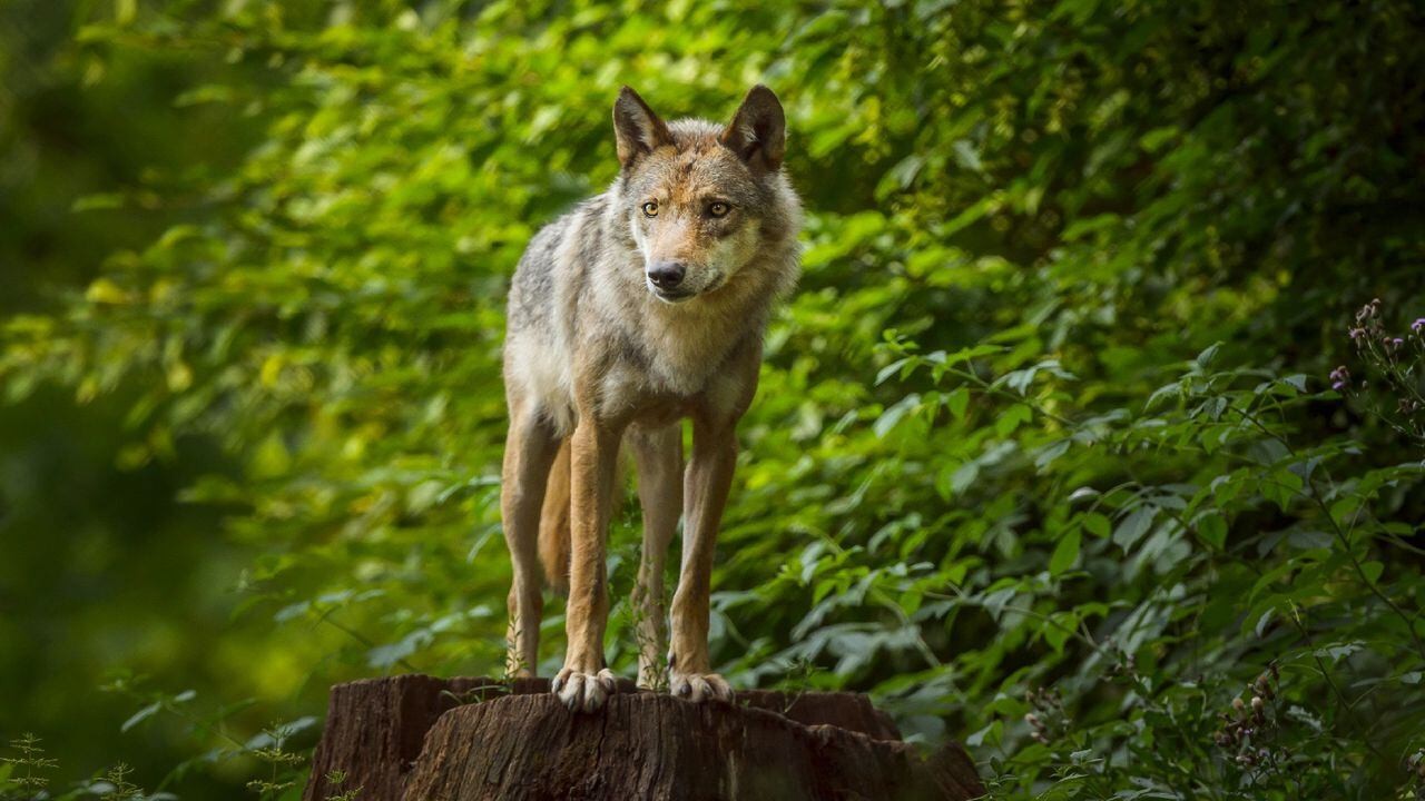 "Grave amenaza": la Justicia autoriza a dispararle bolas de pintura a lobos "desviados" en Países Bajos | Internacionales
