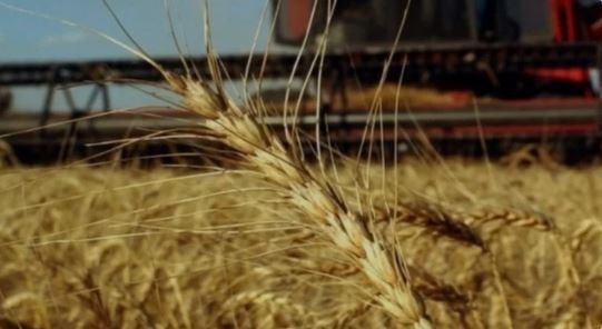Argentina podrá exportar trigo a China por primera vez | Economía