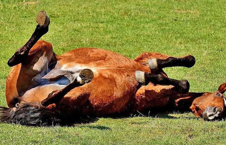 Encefalitis equina: Entre Ríos registró nuevos casos en humanos | Actualidad