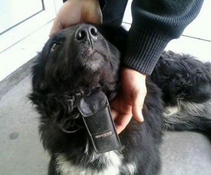 Misterio: apareció un perro con un "Movicom" de 1995 colgado del cuello en Bahía Blanca | Curiosidades