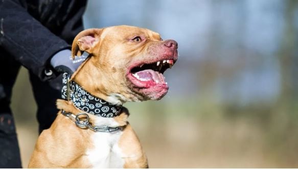 Una nena de 9 años lucha por su vida tras ser atacada por un pitbull en Córdoba | Actualidad