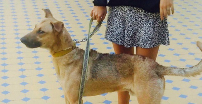 Sorpresa en la Casa Rosada por la aparición del perro "Balcarce" | Curiosidades