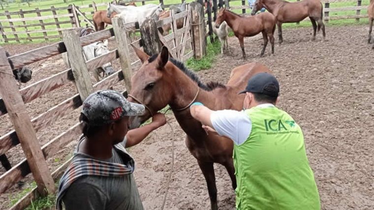 Confirman una muerte por encefalitis equina en la provincia de Córdoba | Actualidad