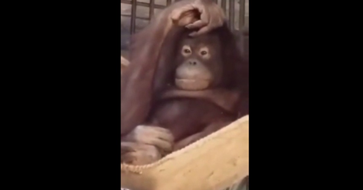 Video: en sólo cuatro minutos una orangutana armó una hamaca en su jaula | Curiosidades