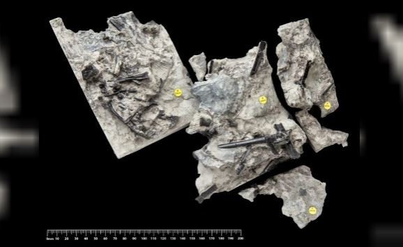 Escocia: encontraron restos fósiles de un reptil volador, primo de los dinosaurios | Internacionales