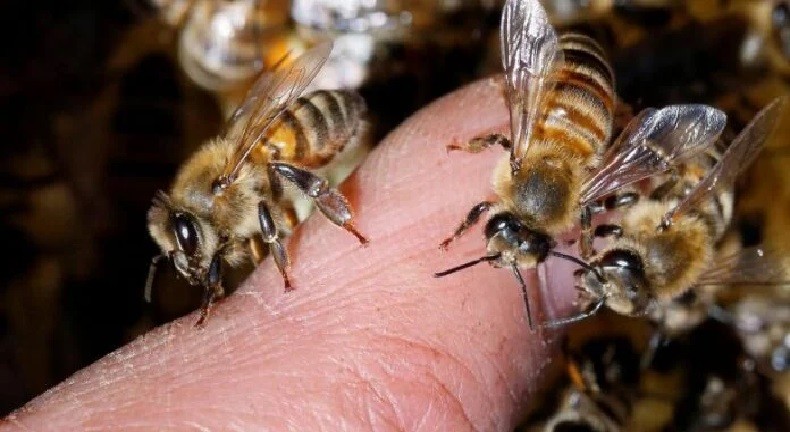 Córdoba: murió un hombre al ser atacado por un enjambre de abejas | Actualidad