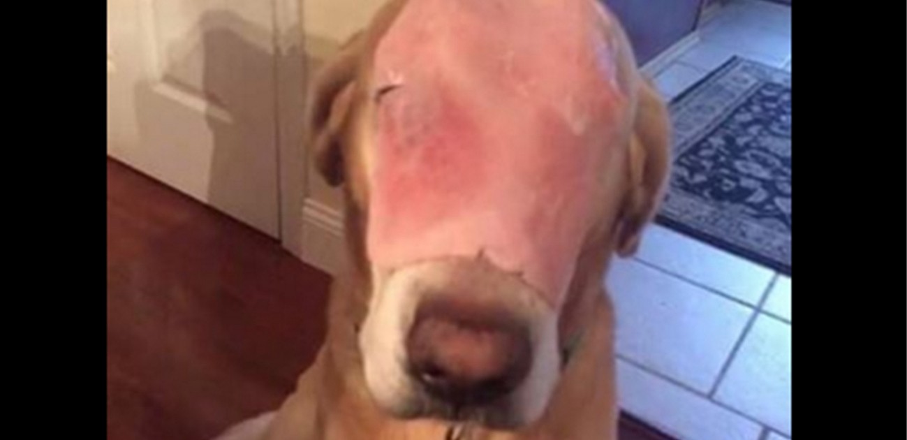 El engaño del perro “desfigurado” en Facebook | Curiosidades