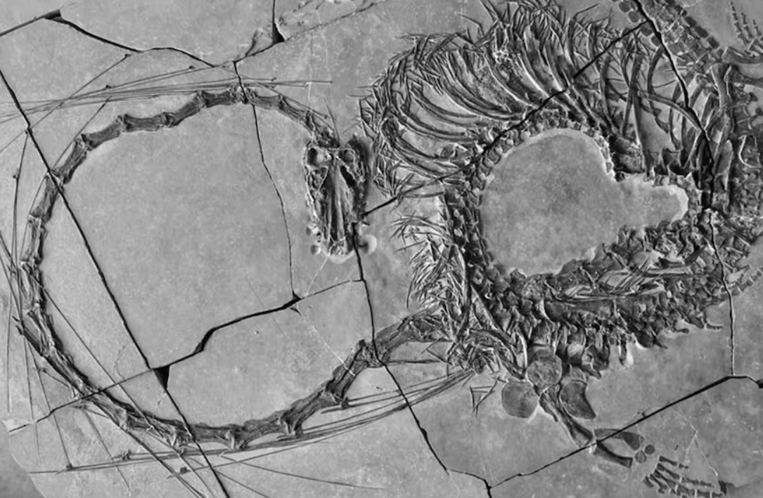 Nuevos fósiles revelan un "dragón chino" de 240 millones de años | Actualidad