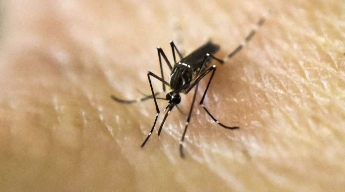 Dengue: 24 municipios bonaerenses están en alerta ante la suba de casos | Actualidad