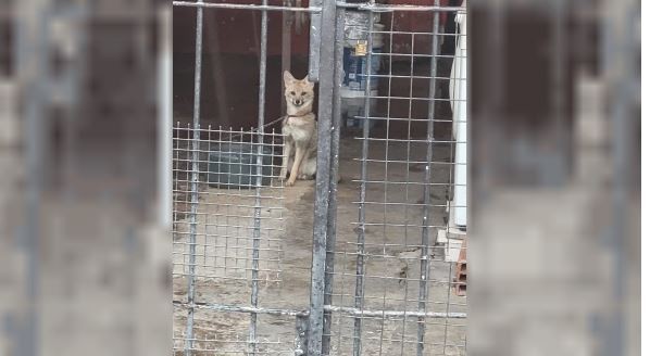 Denuncian que familia de Villa Domínico tiene un zorro en pésimas condiciones | Actualidad
