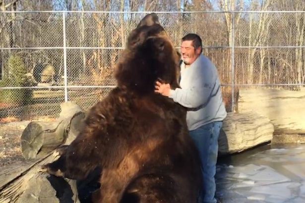 Video viral: la increíble amistad entre un hombre y un oso | Curiosidades