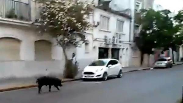 Sorpresa: un chancho suelto por las calles de Rosario | Curiosidades