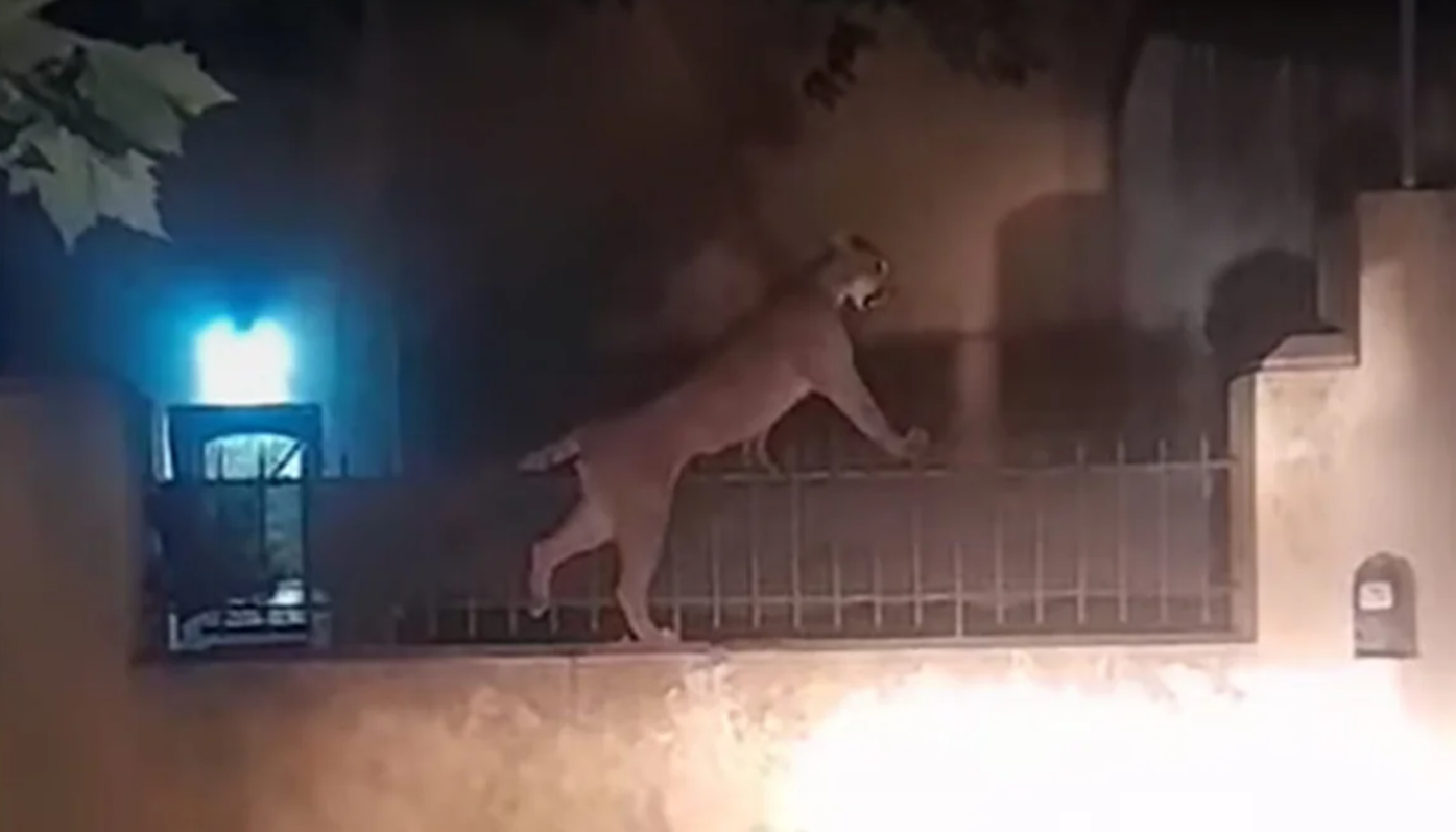 Capturaron al puma deambulaba por las calles en Necochea | Actualidad