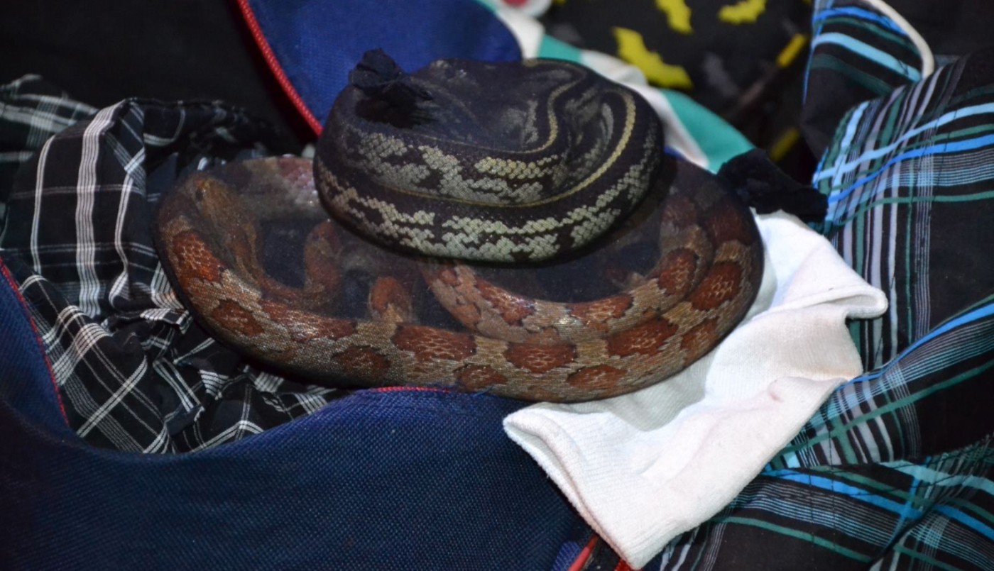 Lo detuvieron cuando viajaba en micro con 90 serpientes y más de 230 arañas | Actualidad