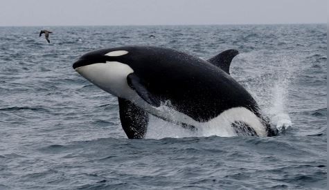 El misterio de las ballenas con menopausia: divulgan resultados de un estudio revelador | Internacionales