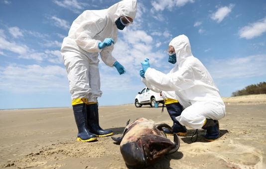 Una cepa de la gripe aviar genera alarma porque el virus está matando a la fauna sudamericana | Clima, naturaleza y medio ambiente