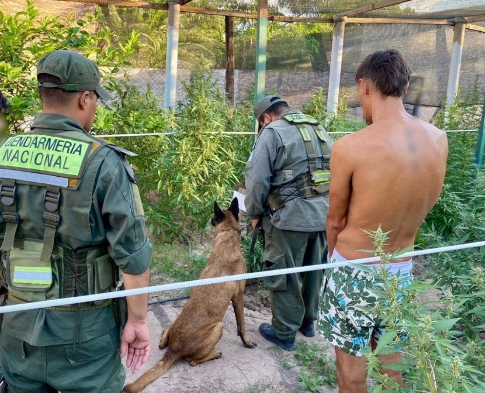 Chaco: allanaron un vivero clandestino y secuestraron más de 500 plantas de marihuana | Actualidad