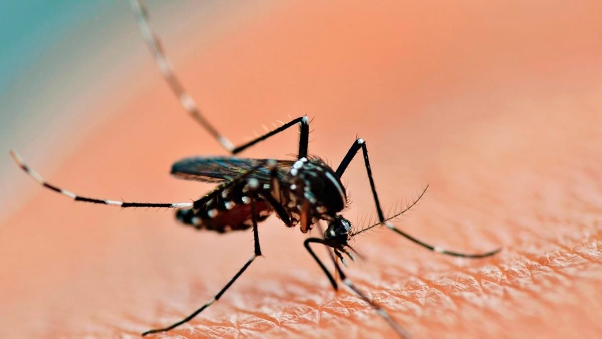 Se confirmaron más de 120 mil casos de dengue y 79 muertes en los últimos ocho meses | Actualidad