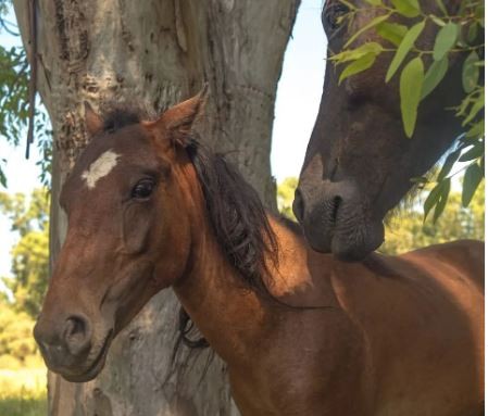 Tracción a sangre: "Caballos en Libertad" rescata equinos maltratados | Actualidad