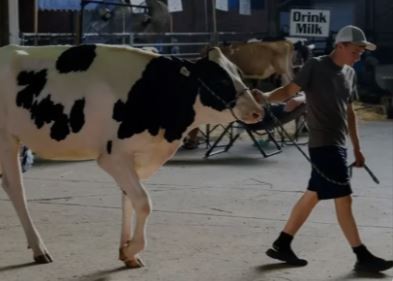 EEUU detecta su primer caso humano de gripe aviar transmitido por una vaca lechera | Internacionales