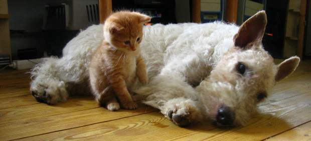 Los perros sienten cinco veces más amor por sus dueños que los gatos | Curiosidades