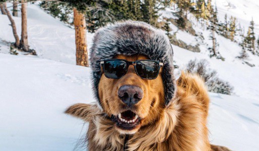 Aspen, el perro que es furor en Instagram | Curiosidades