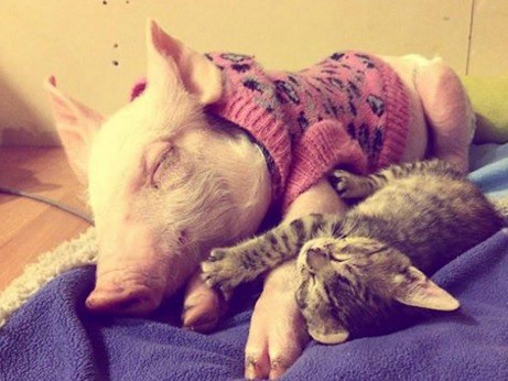 La amistad entre Laura y Marina, una chanchita y una gatita que conmueven a todos | Curiosidades