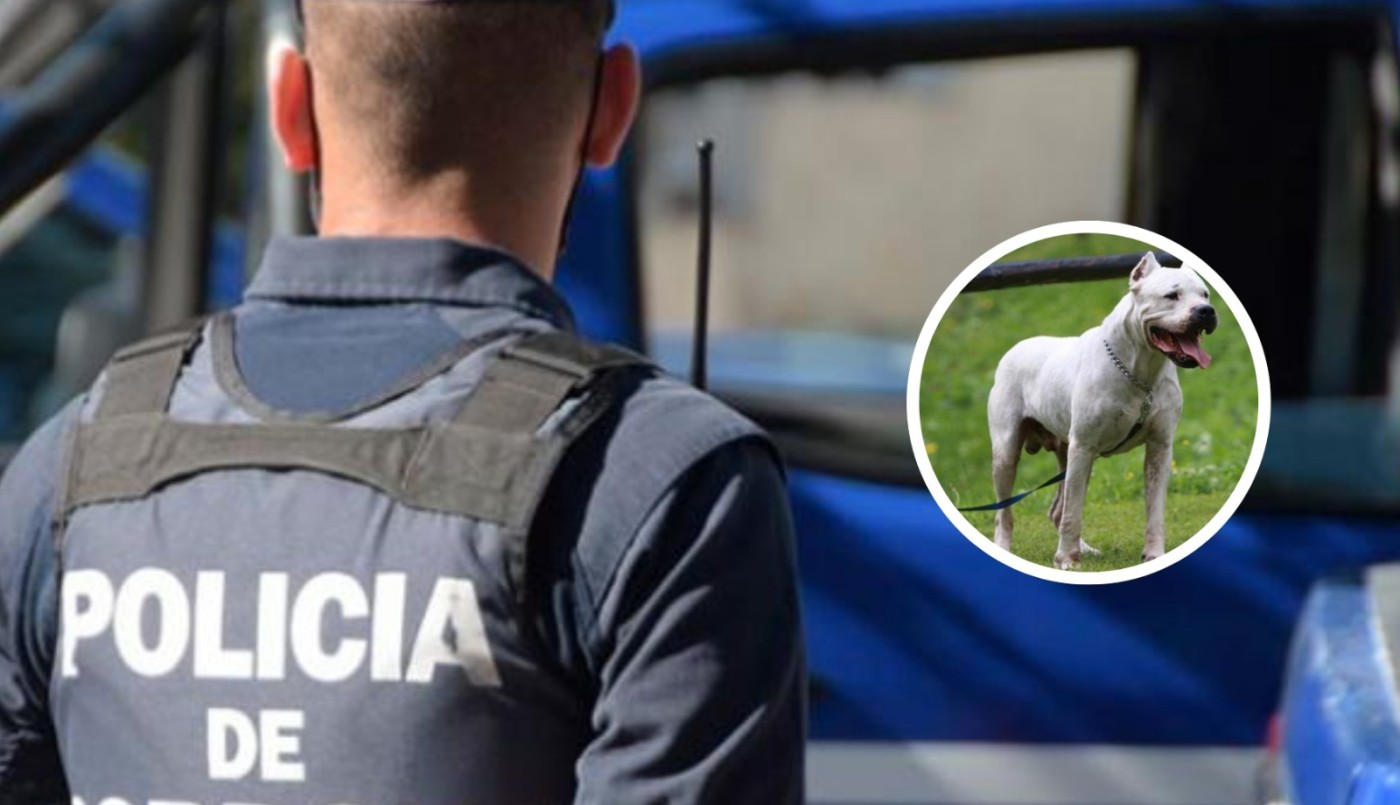 Córdoba: entró a robar a una casa y lo atacaron dos perros dogos | Actualidad
