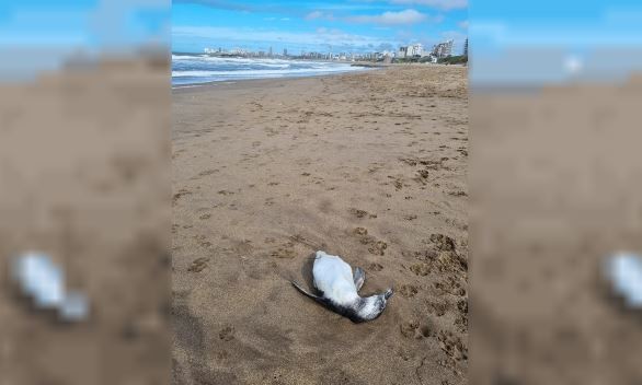 Preocupación en Mar del Plata: aparecieron decenas de pingüinos muertos en la playa | Clima, naturaleza y medio ambiente