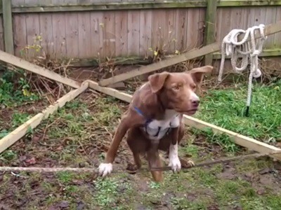 #EsViral Un perro equilibrista | Curiosidades